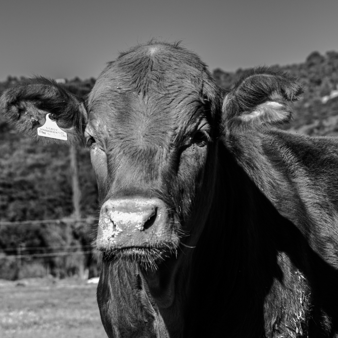 Fazenda Green Barn